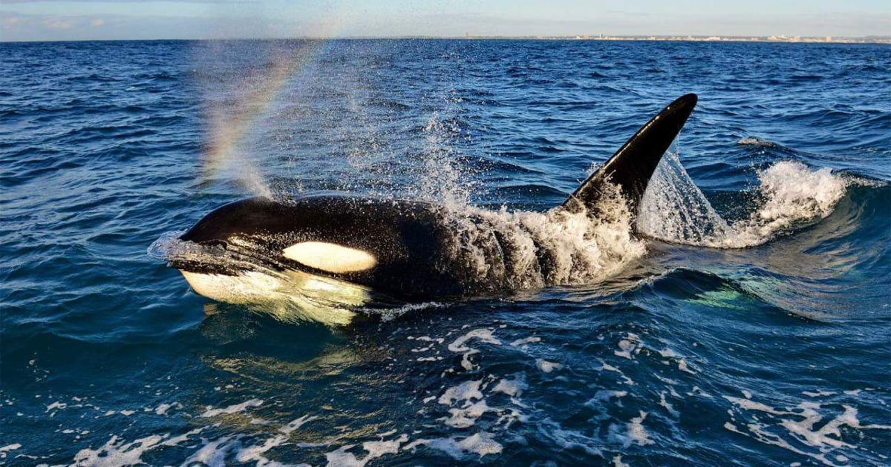 Orca in captivity