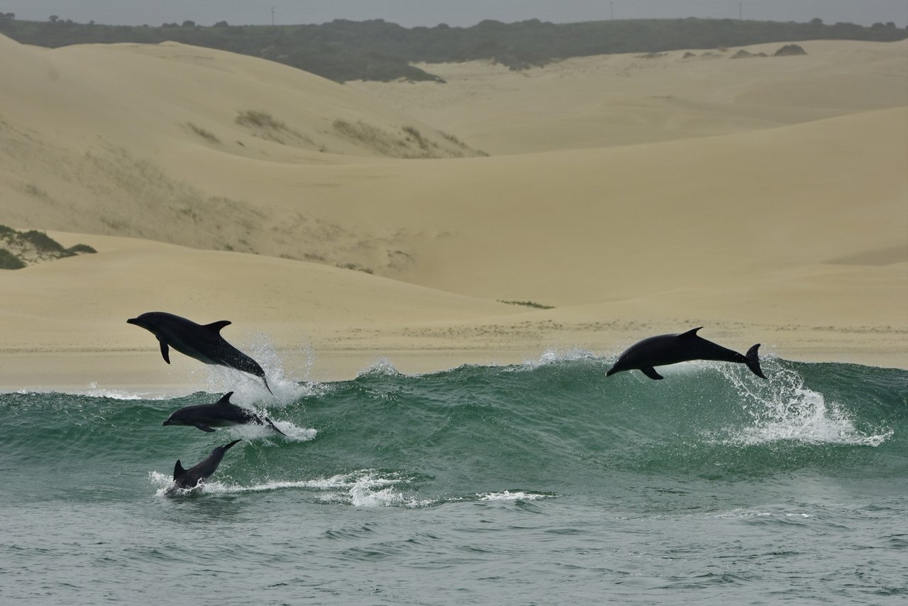 Algoa Bay i Sydafrika er udnævnt til Whale Heritage Site