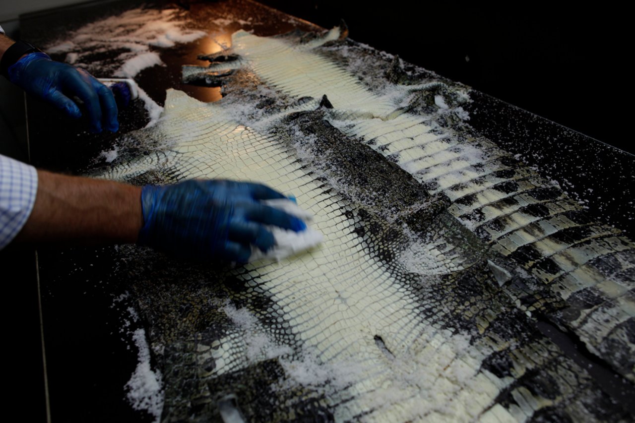 Crocodile skin being treated before being sold on for clothing