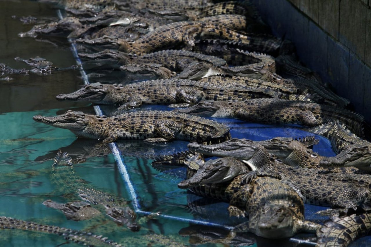 Krokodillen in een farm