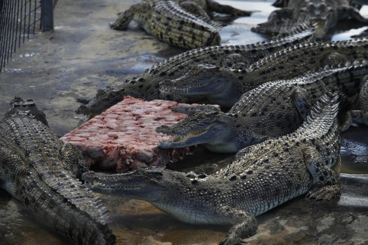 Krokodillen in een farm worden gevoerd