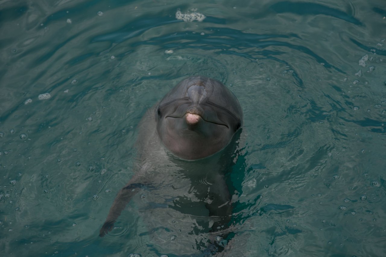 De glimlach van een dolfijn