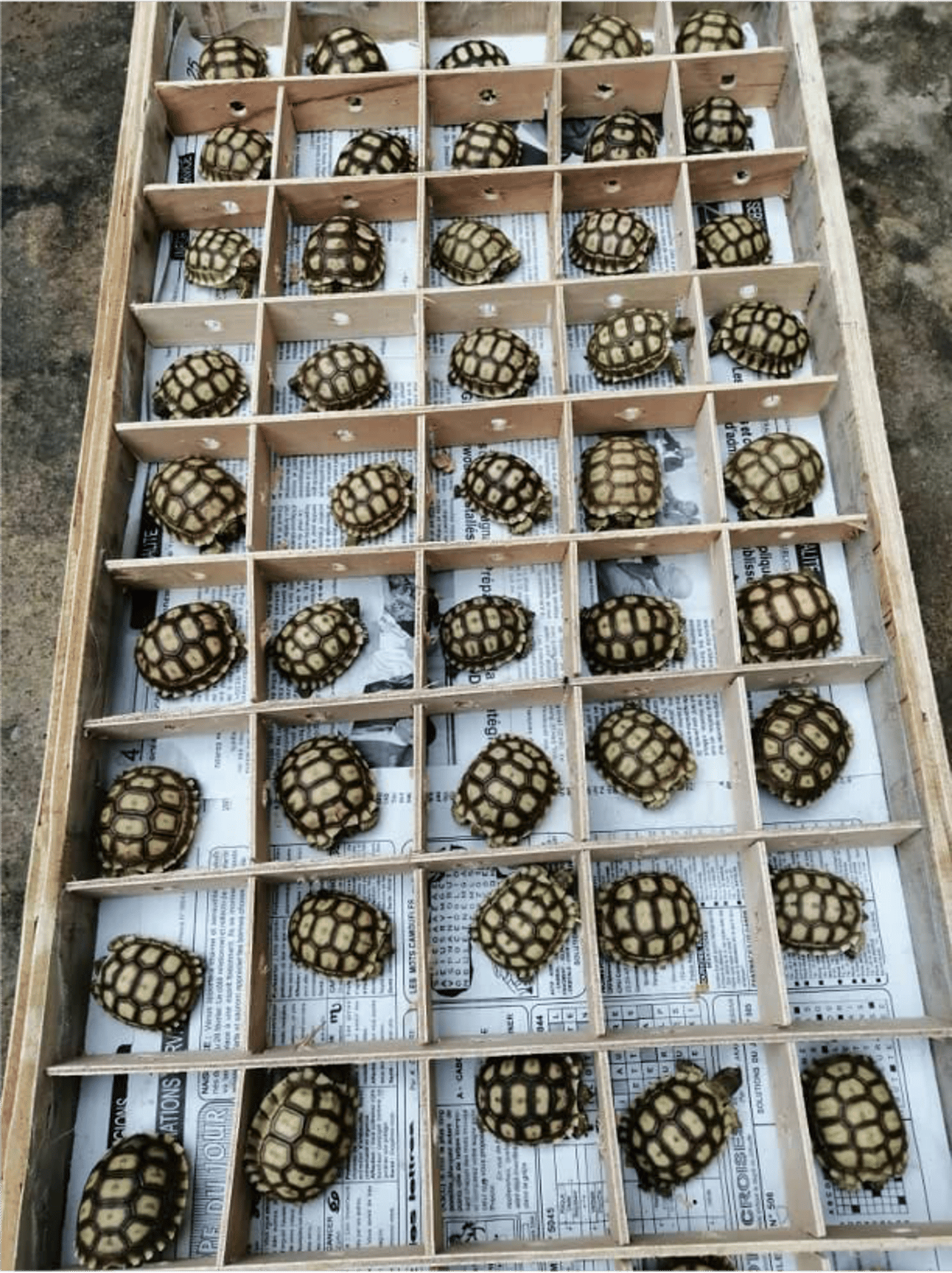 Schildpadden in bakjes