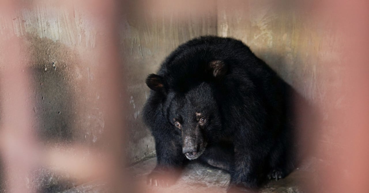 Een van de geredde beren op weg naar een betere toekomst