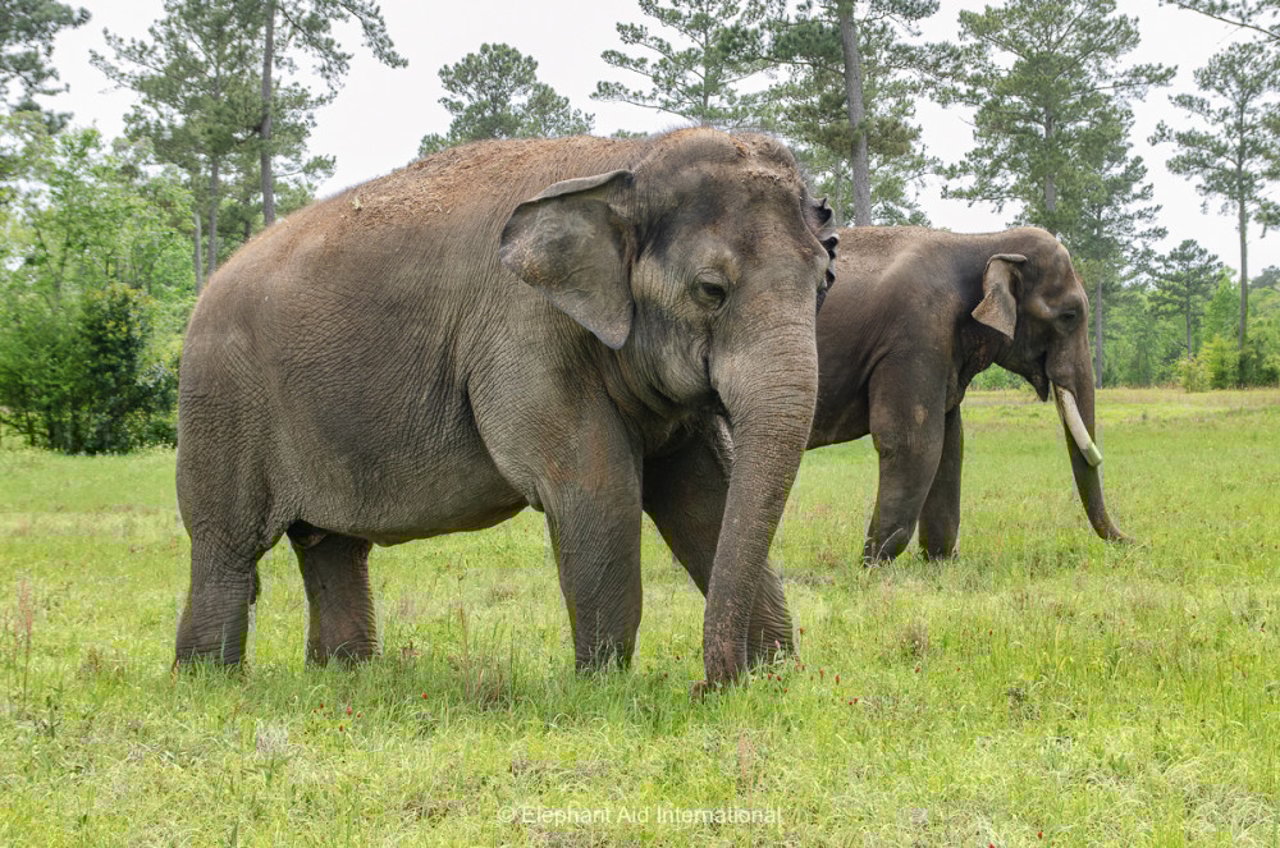 Elephant Refuge North America