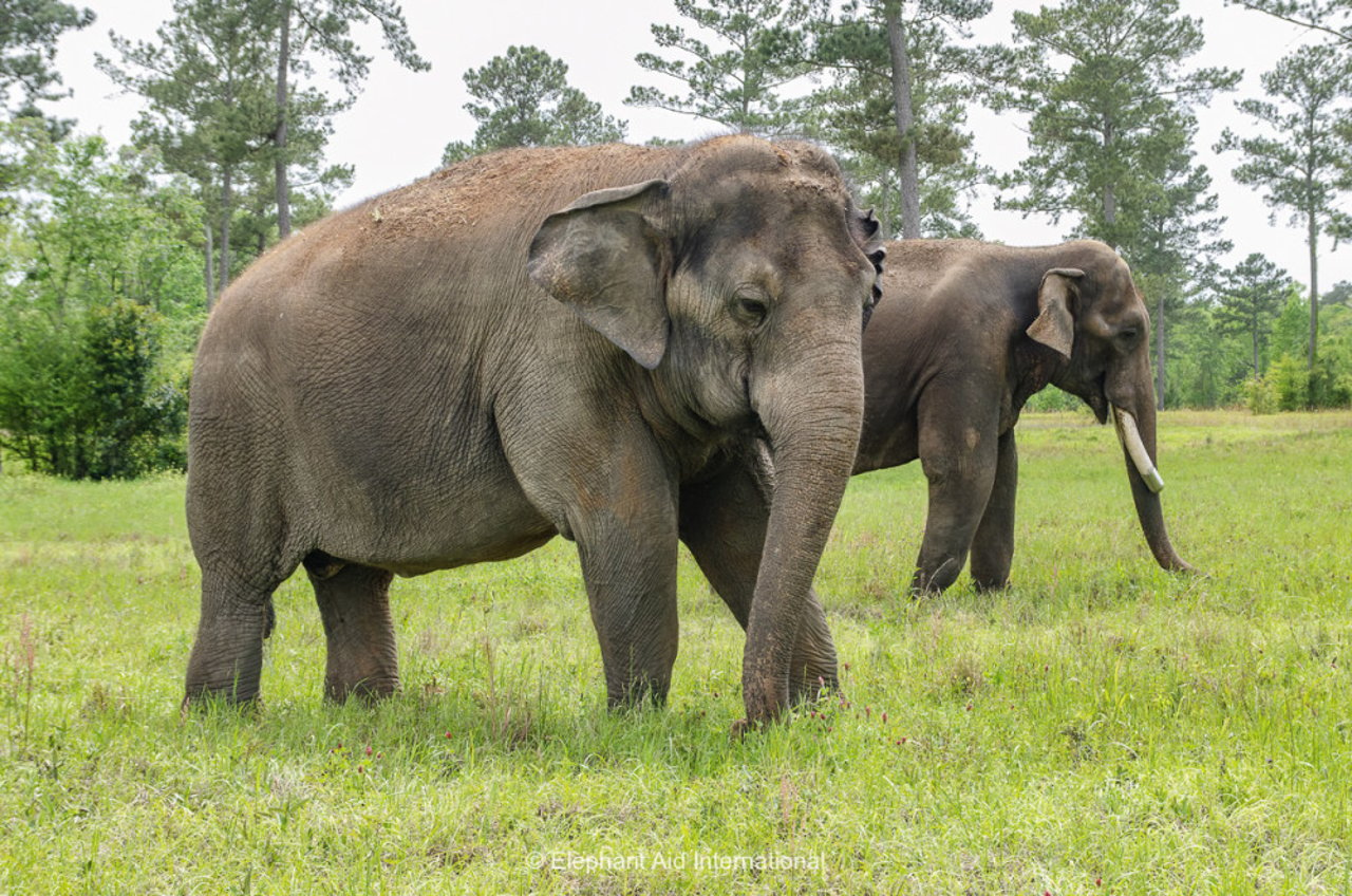 Elephant Refuge North America