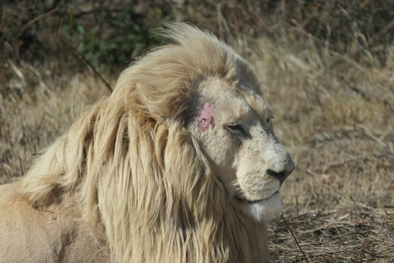 An adult male white lion, with a skin lesion with a possible complication with scabies, kept at a captive safari-type -open enclosure, used in lion tourism/farm exploitation in South Africa. 