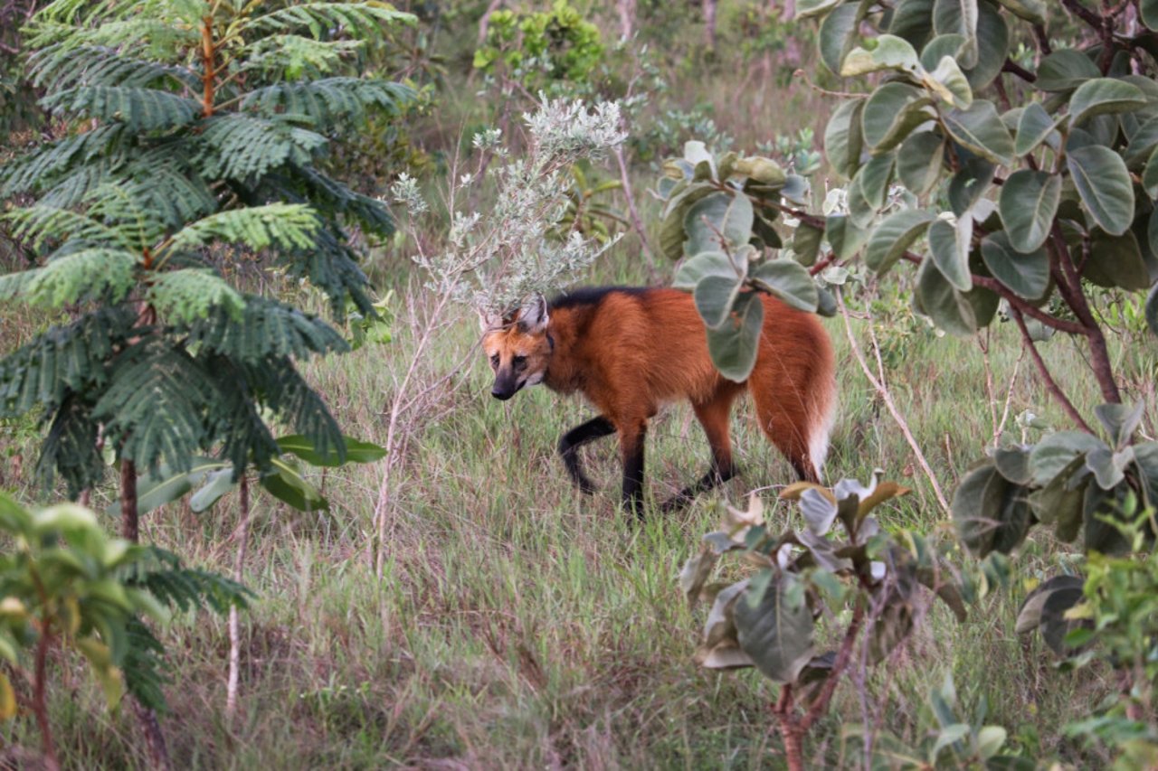 Manenwolf in Brazilië