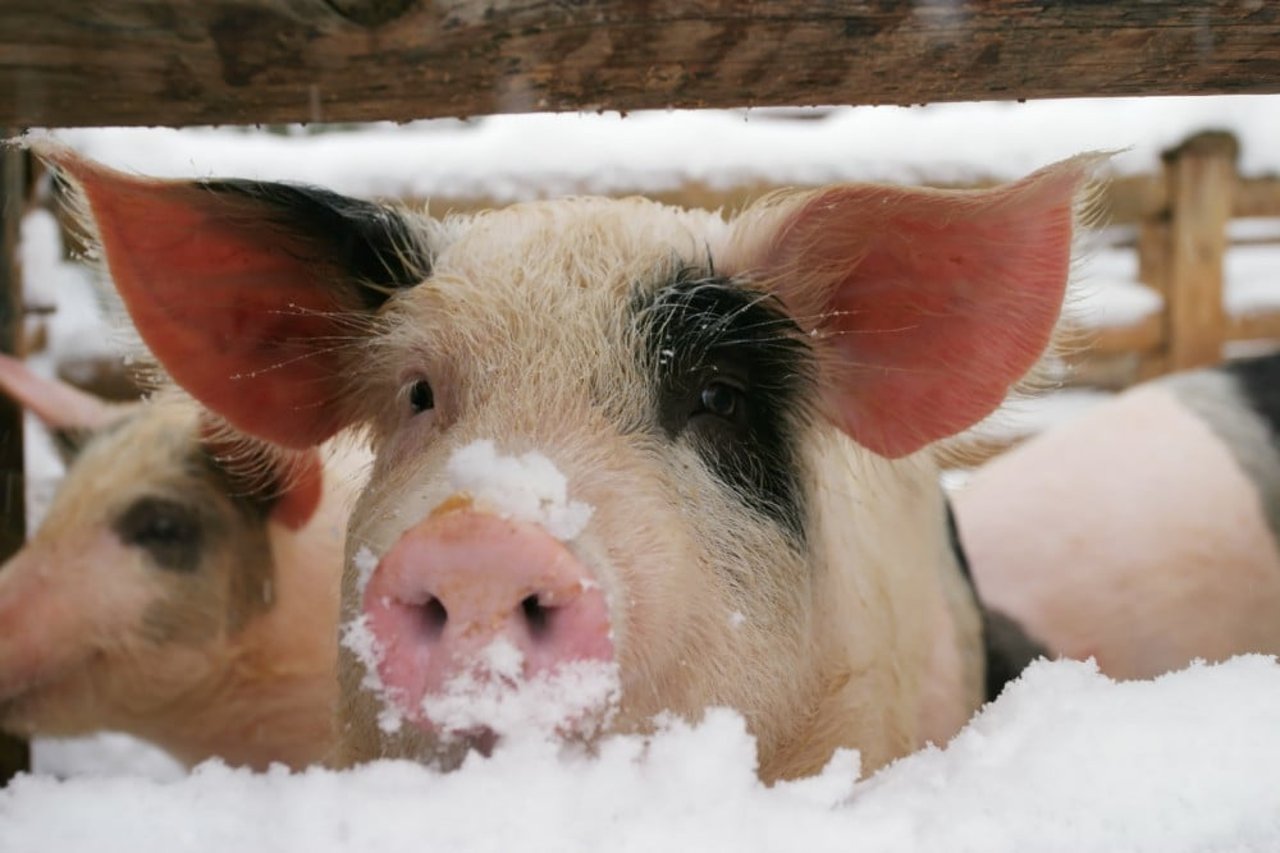 Varken in de sneeuw