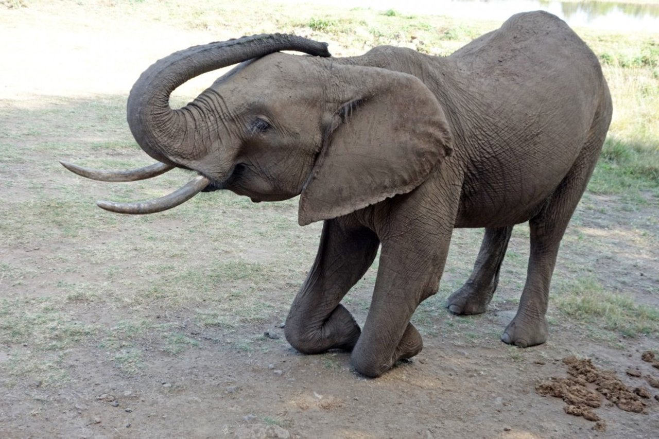 african elephant kneeling