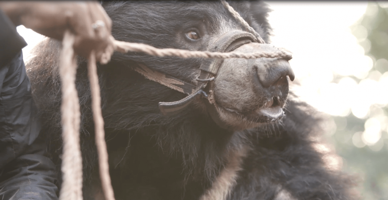 21._bears_at_national_park