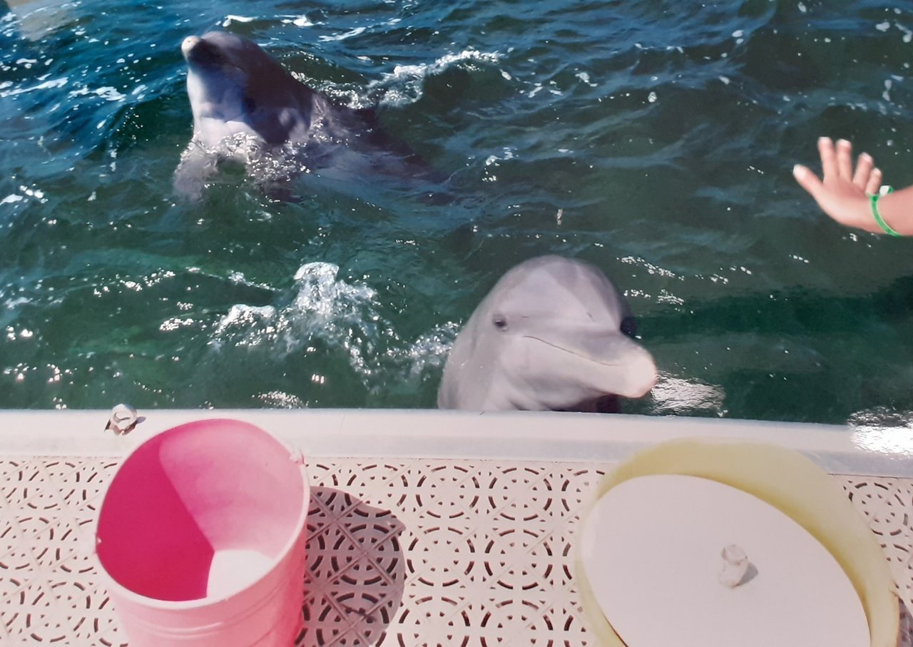 Mulher debruçada no braço de um barco, que está em alto mar, observando golfinhos que nadam ao lado da embarcação.