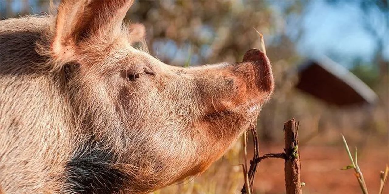 pig wallowing in mud