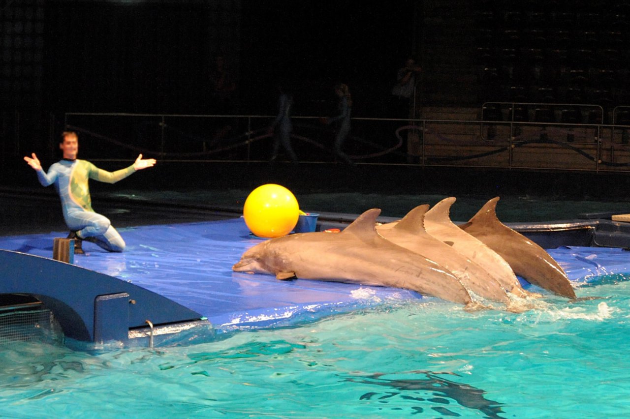 Dolfijnen in het Dolfinarium