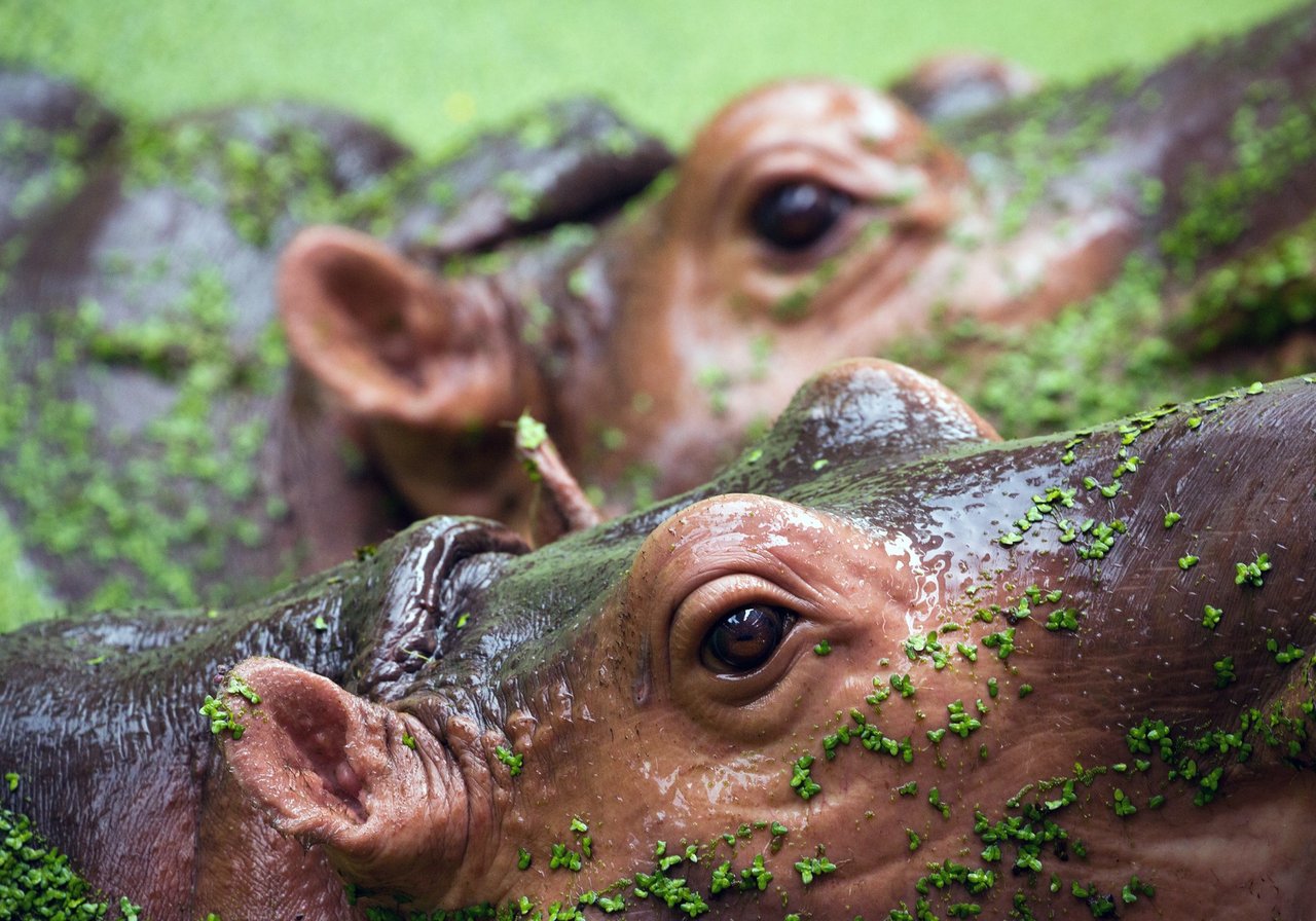 Dois hipopótamos, um adulto e um filho, comendo gramas no chão