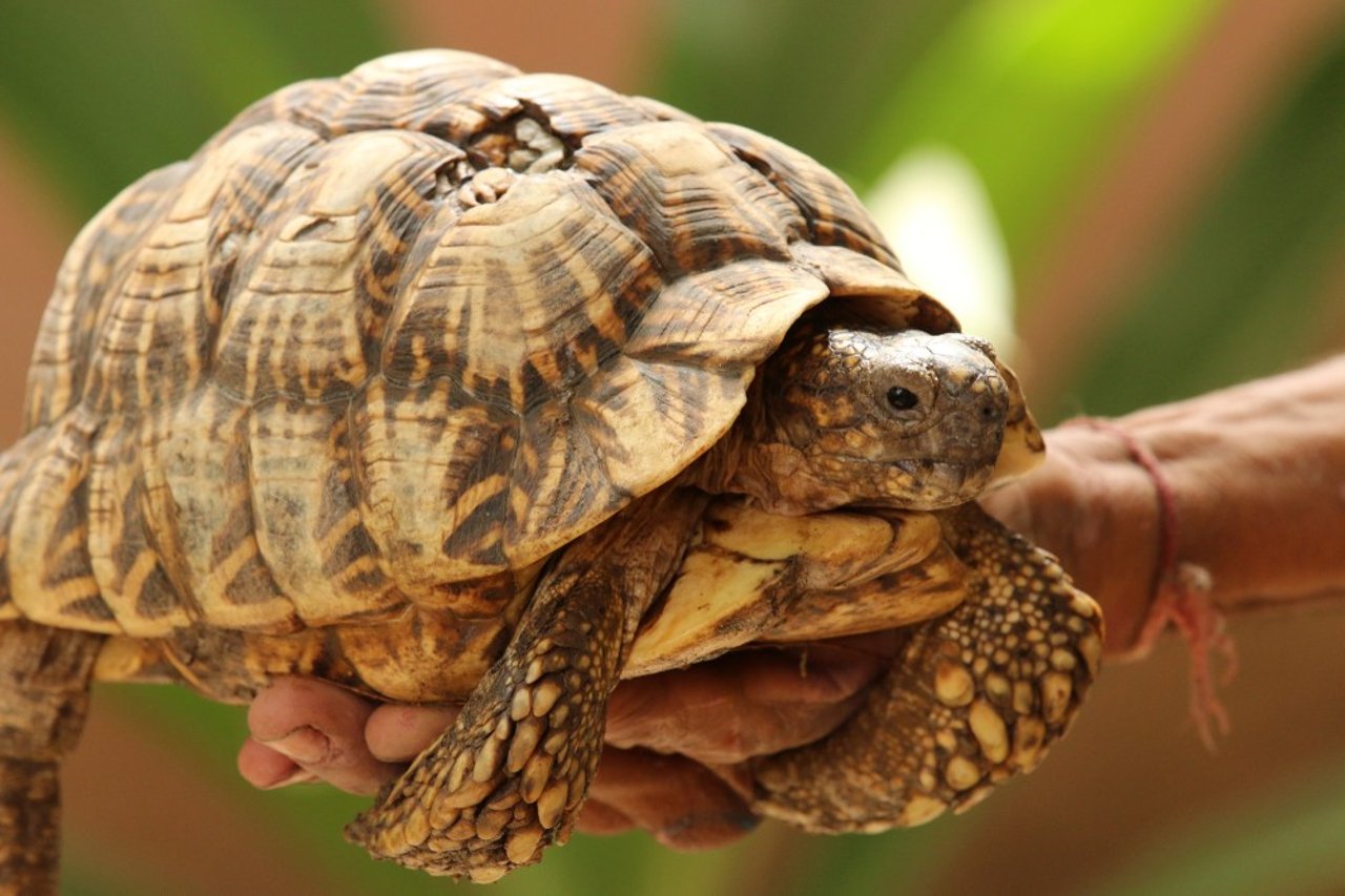 adult_star_tortoise_2_rs