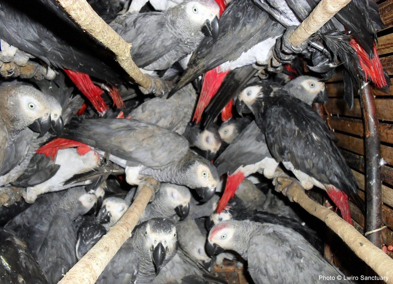 African grey parrots crammed into a crate in DRC Credit Lwiro Sanctuary - Animals in the wild - World Animal Protection
