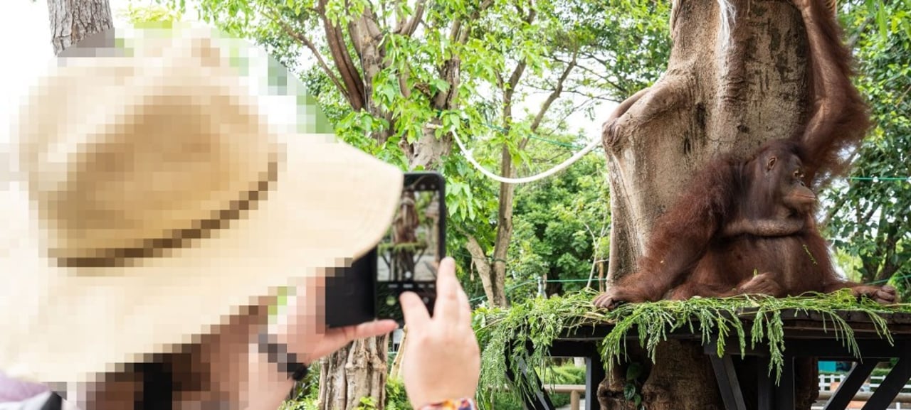Orangutan used for selfies at Bali Zoo. Credit: Andito Wasi