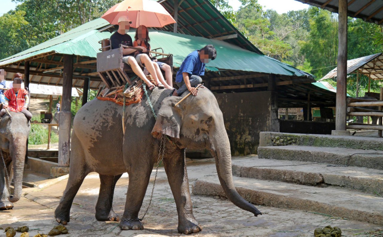 asian_elephant_being_ridden_blurred_1200x750_0