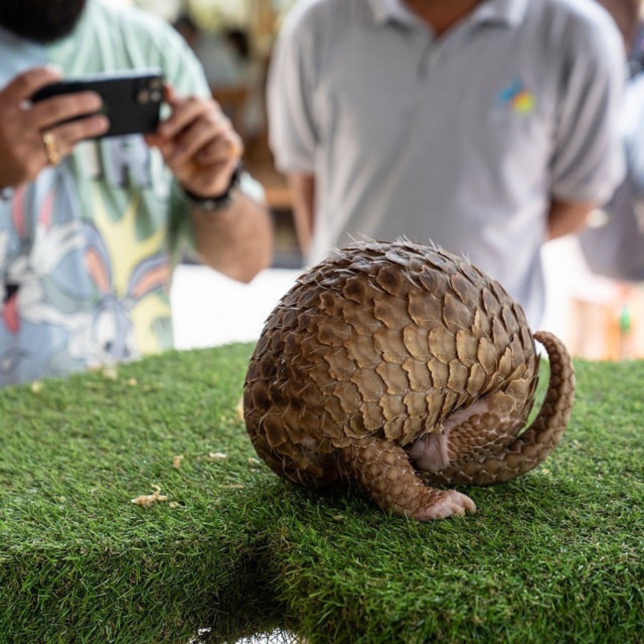 Pangolin used for photos at Bali Zoo. Credit: Andito Wasi