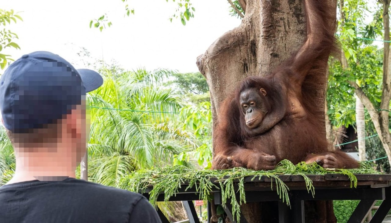 Orangutan used for selfies at Bali Zoo. Credit: Andito Wasi