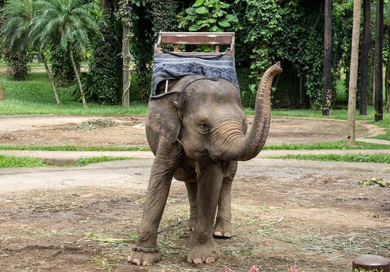 Elephant at Mason Elephant Park and Lodge. Credit: Andito Wasi