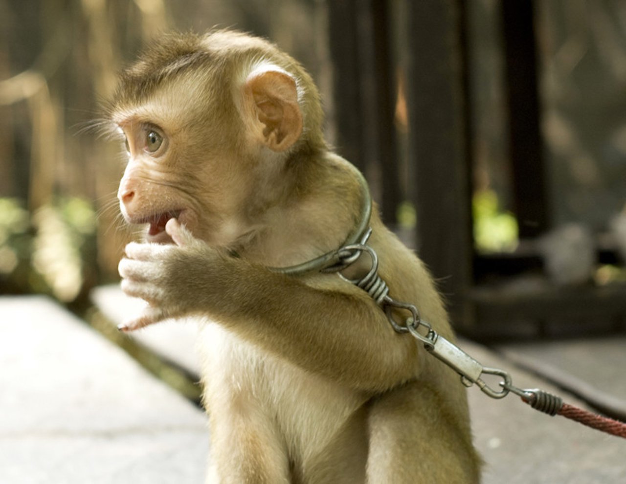 baby_macaque_rs