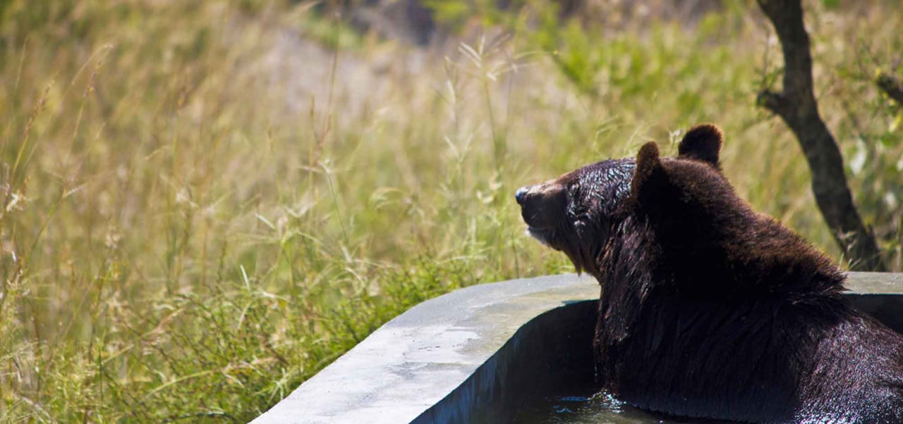 Balkasar bear sanctuary