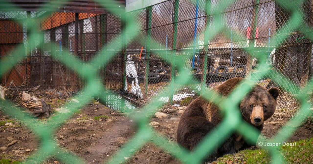 Beer Baloo uit Floortje gaat mee in Roemenië