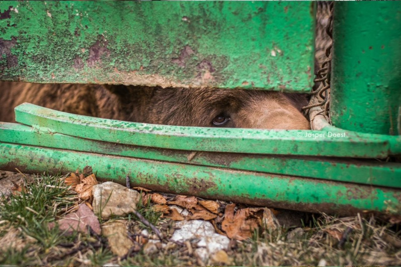 Beer Baloo uit Floortje gaat mee in Roemenië