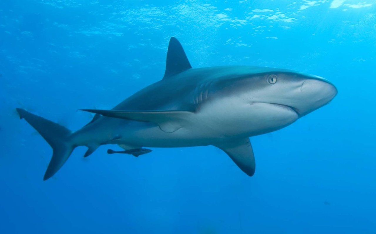 caribbean_reef_shark