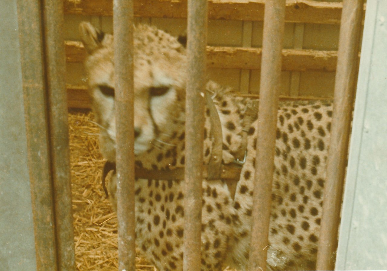 cheeta_aangetroffen_in_vachtauto_met_leeuw_240719