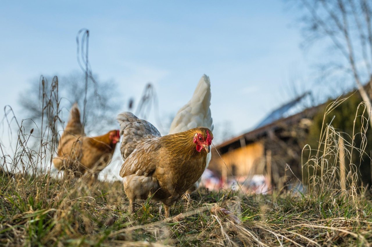 Chickens field farm