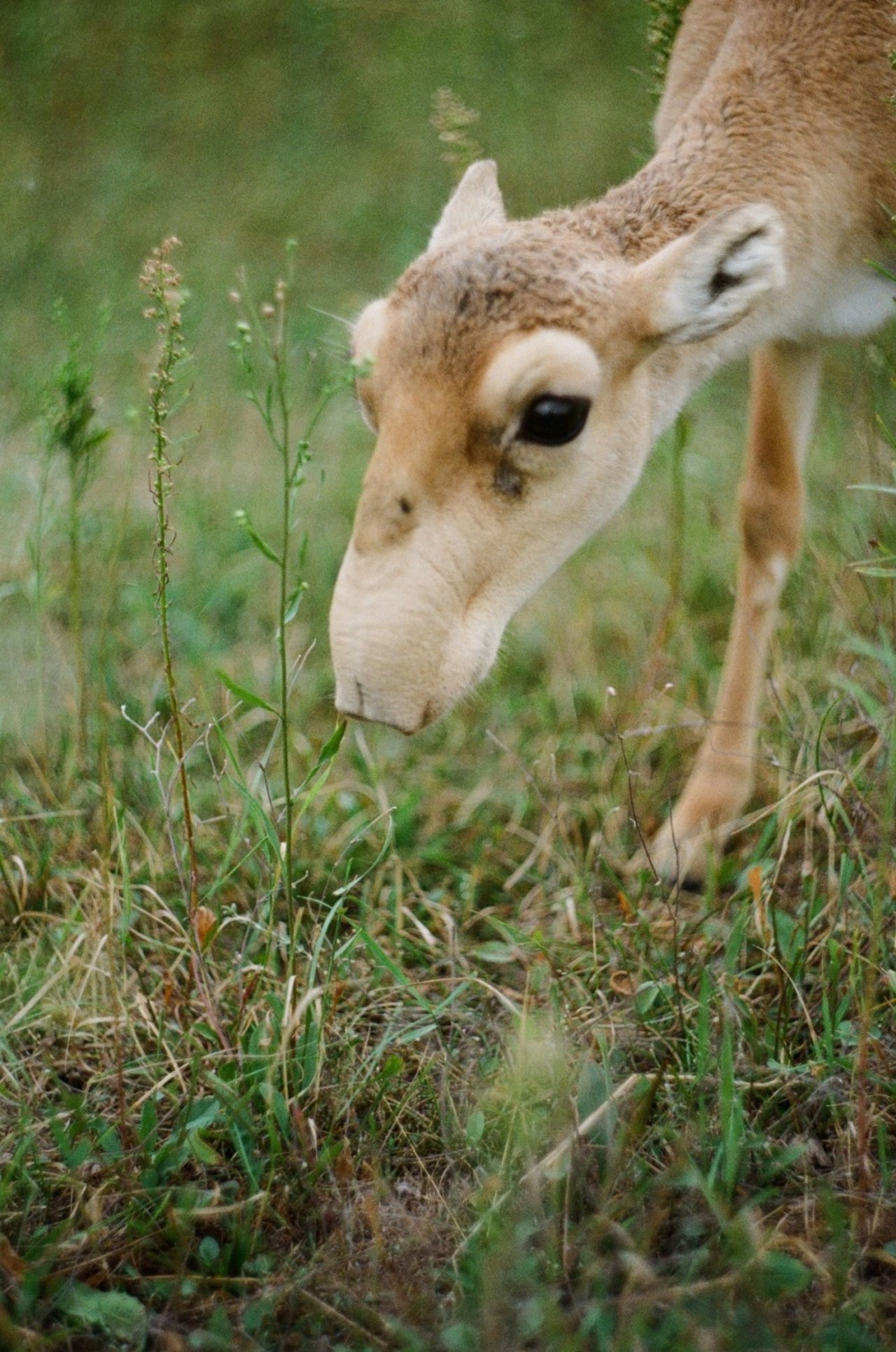 saiga