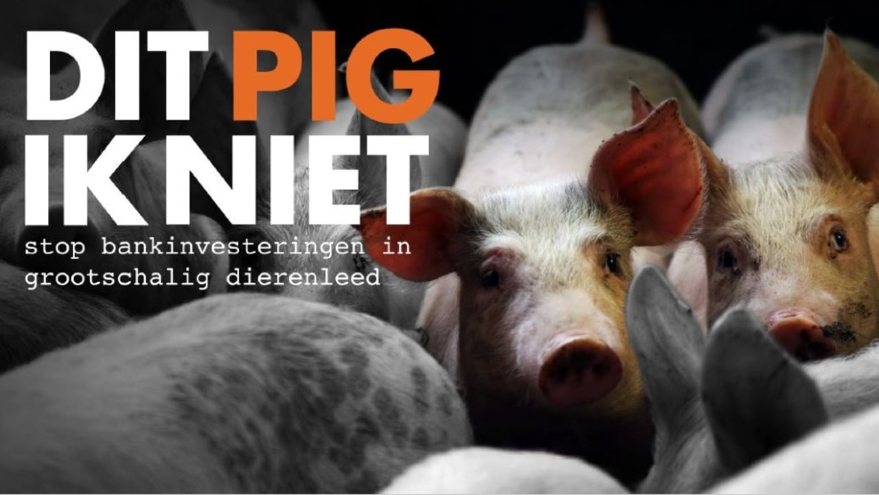 dit_pig_ik_niet_0