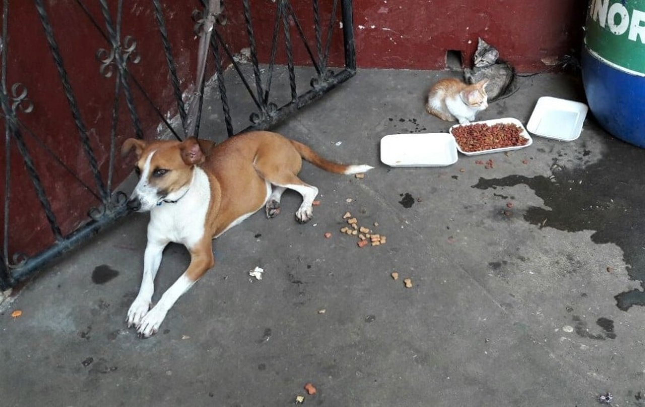 dog_at_evacuation_centre_-_guatemala_002