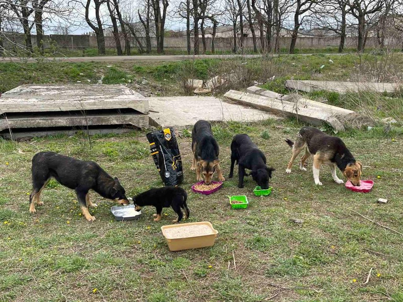 dogs eating ukraine