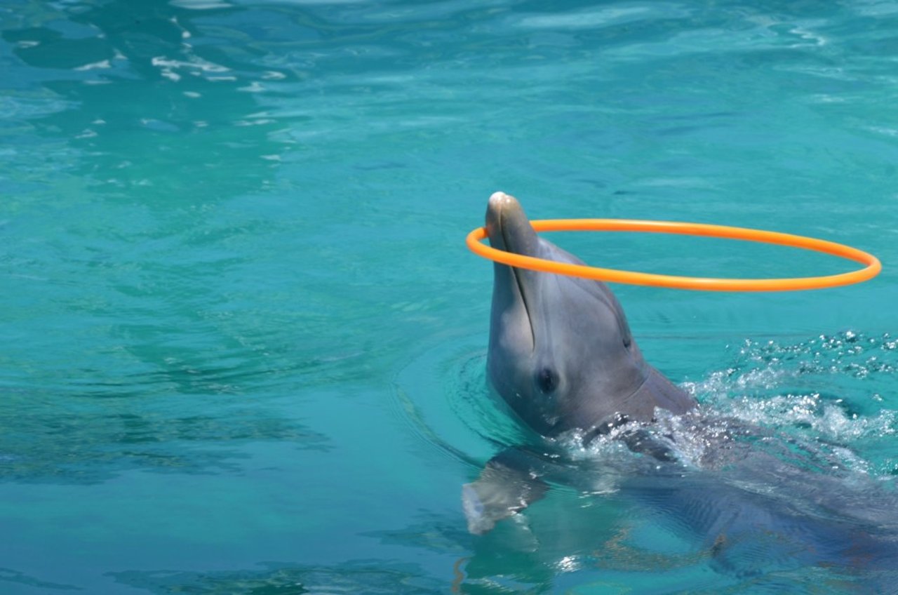 dolfijn_in_gevangenschap_-_world_animal_protection
