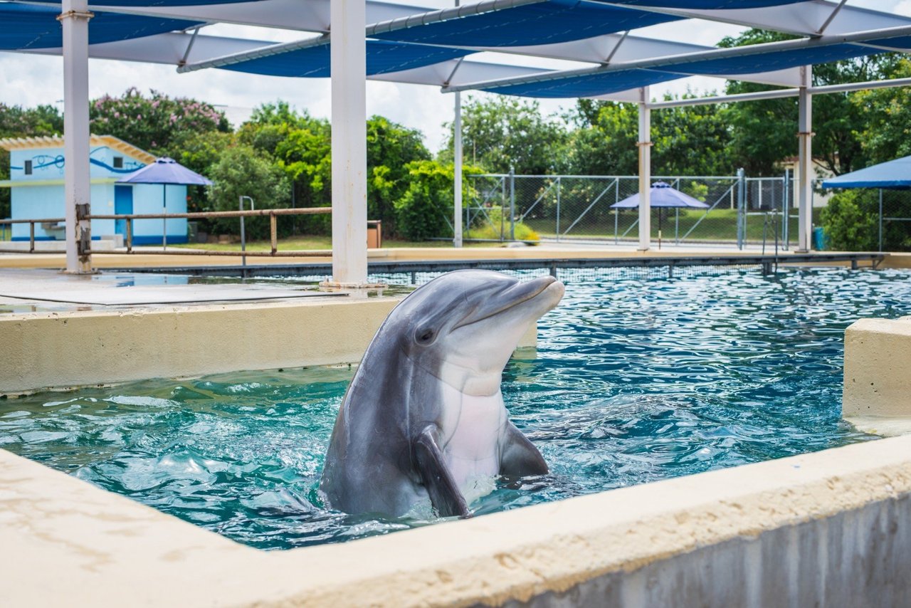 wild dolphins