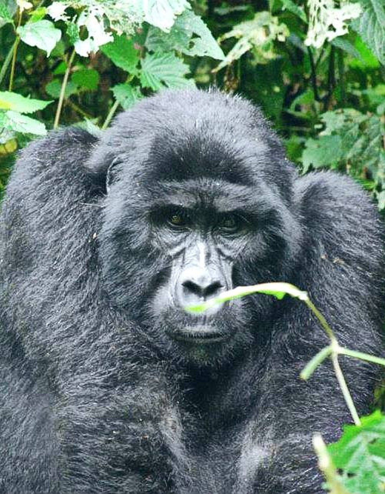 een_gorilla_die_ze_tegen_kwam_tijdens_een_trekking_in_oeganda