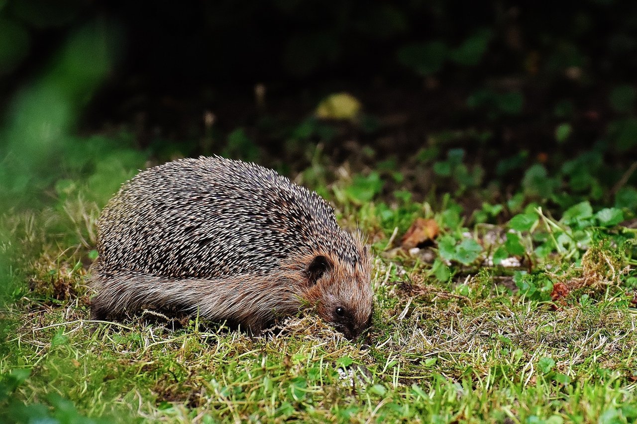 Egel in de tuin