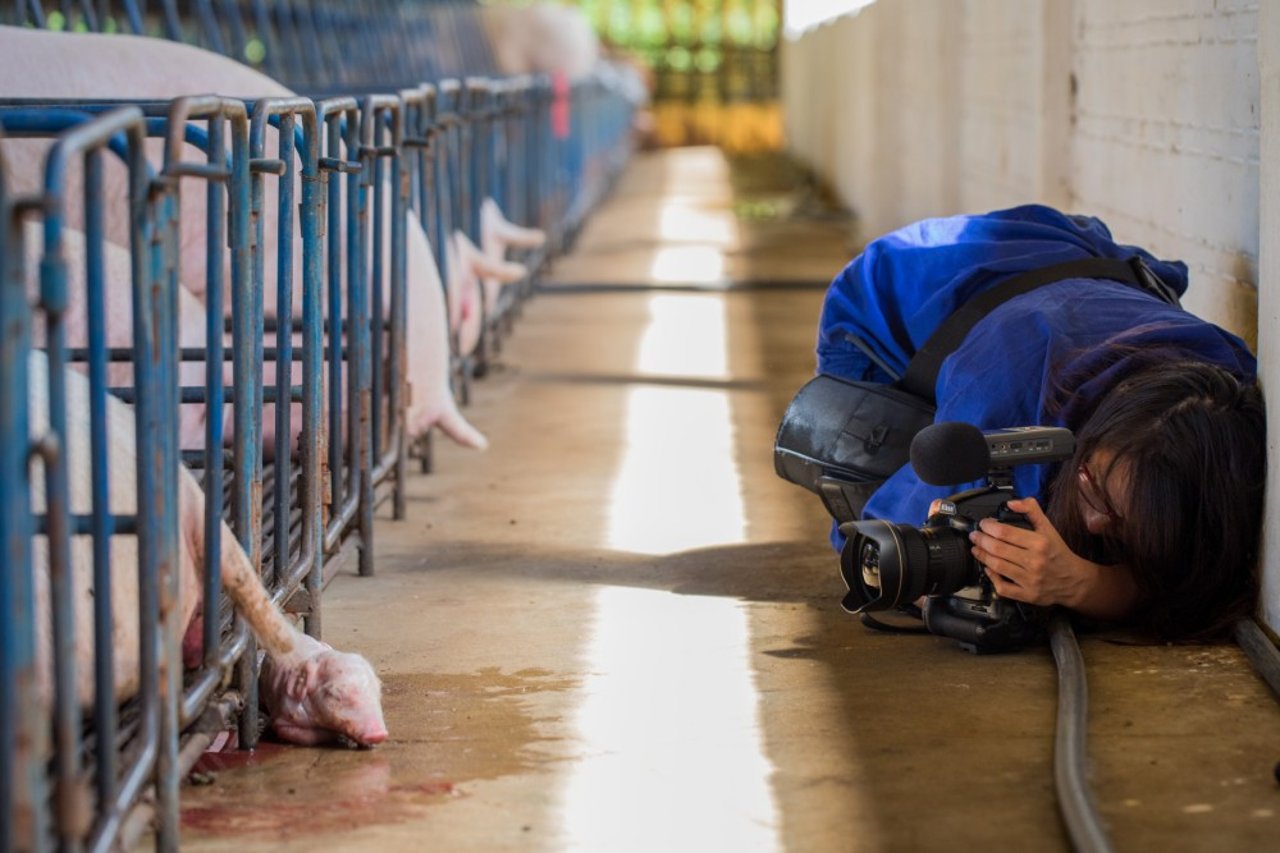 Emi fotografeert varkens