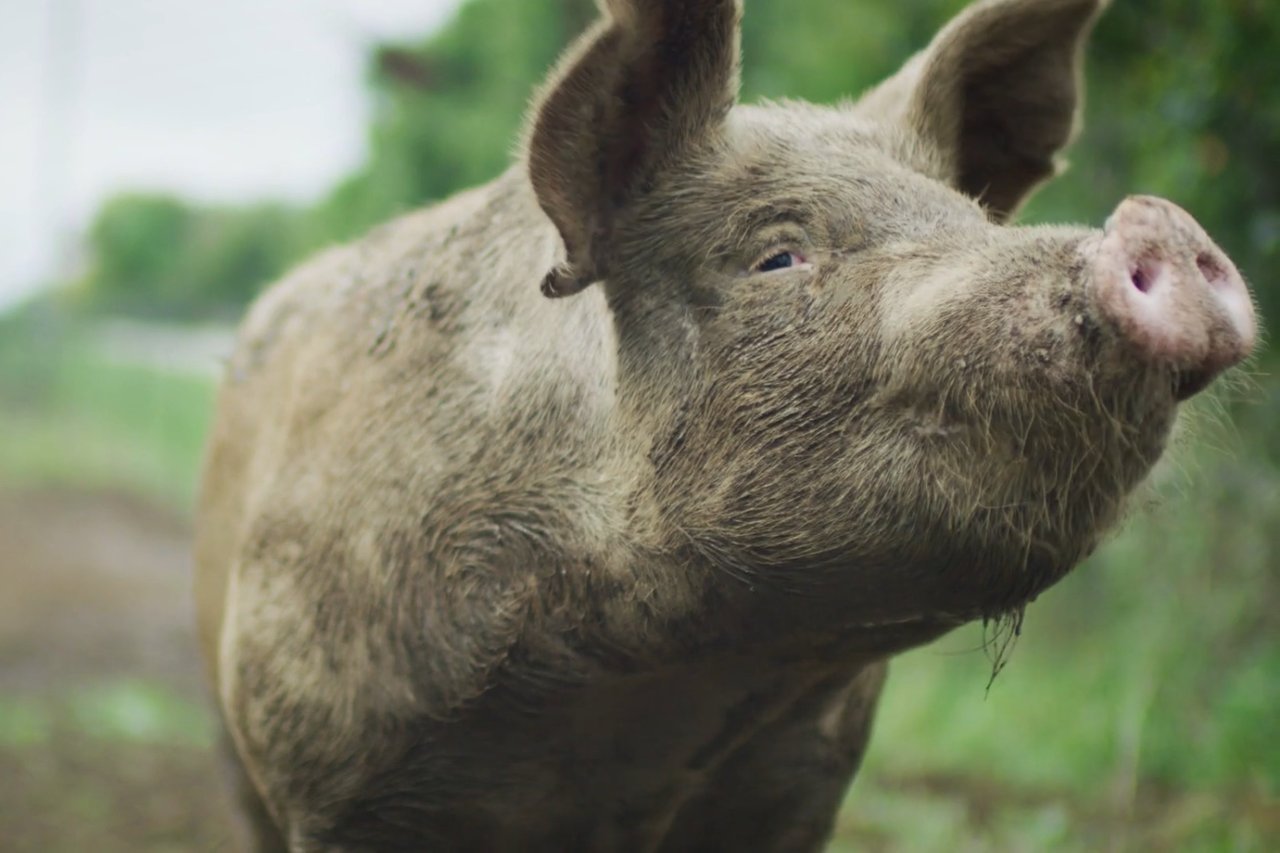 pig wallowing in mud