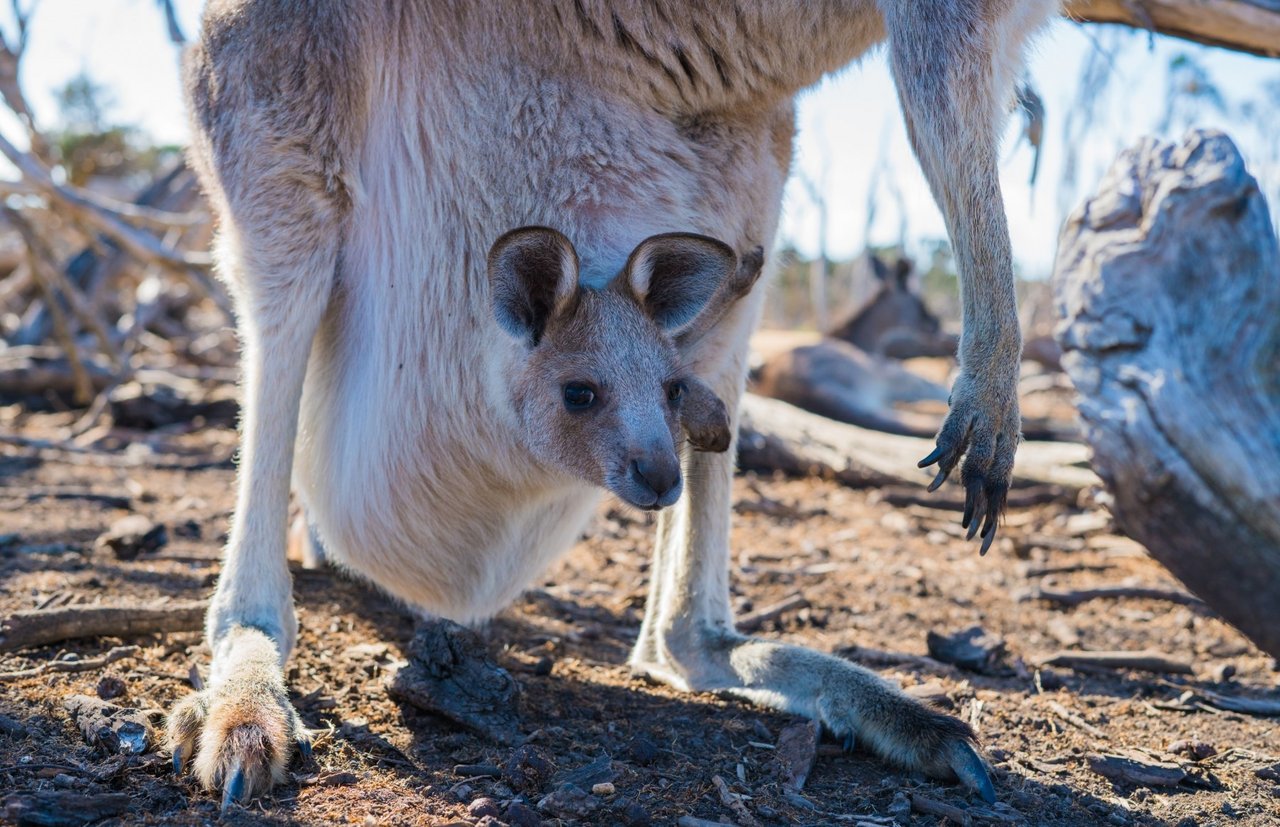 Kangaroes Australie