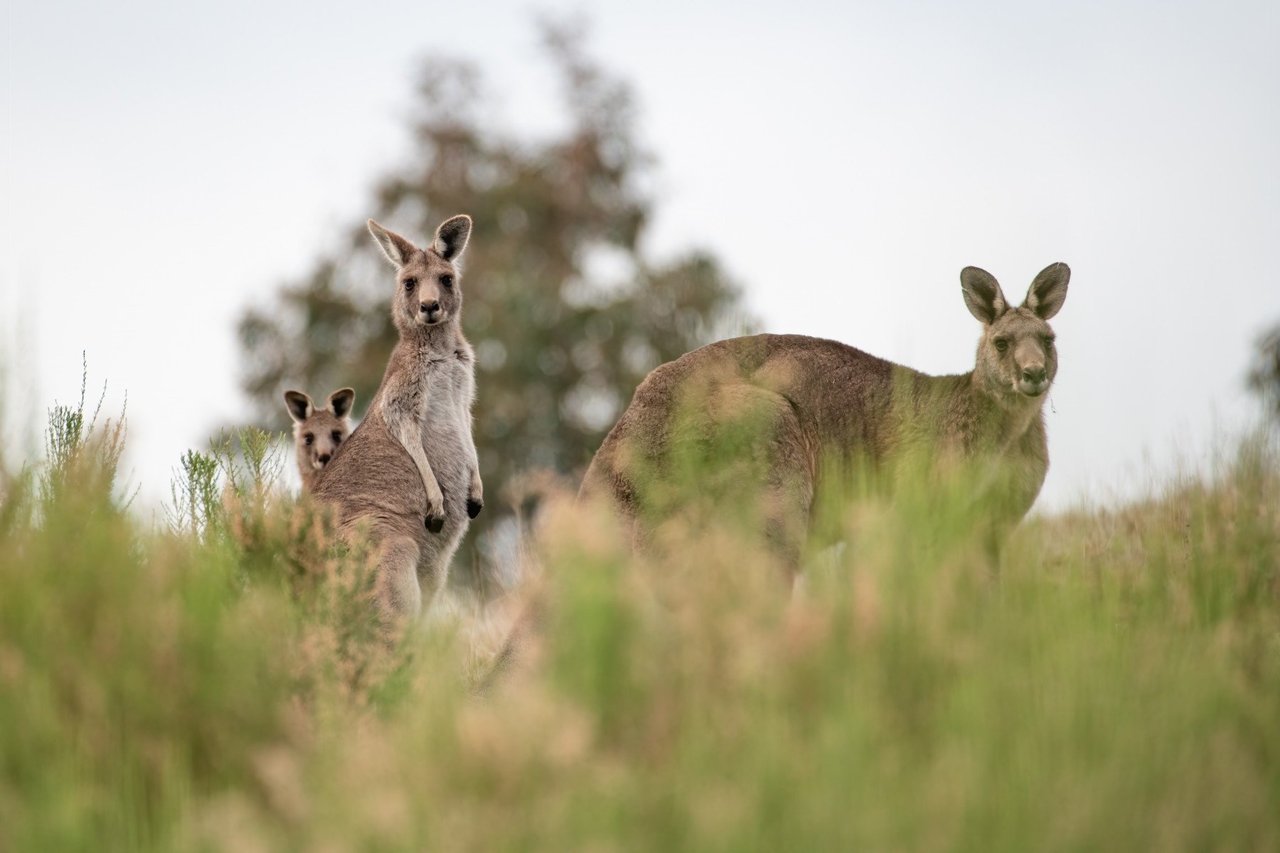 Kangoeroes in veld