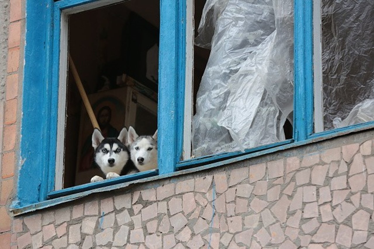 Honden in oorlog Oekraine