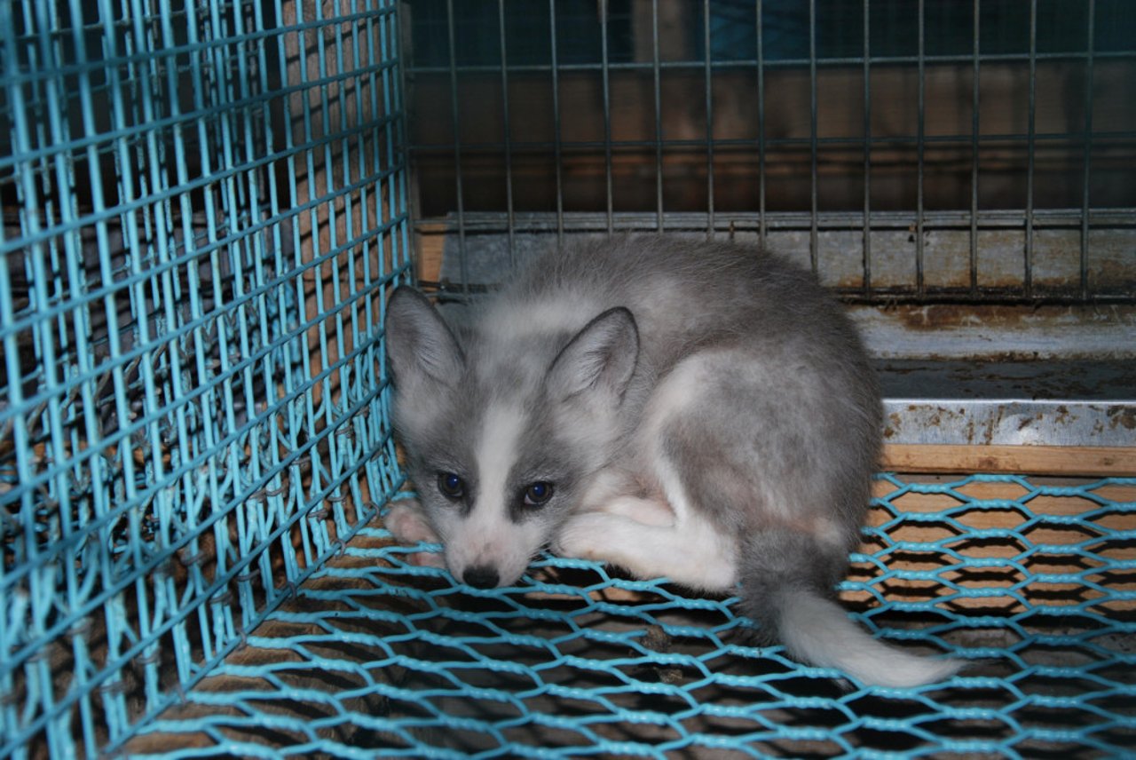 A fox in a barren cage at a fur farm in Norway