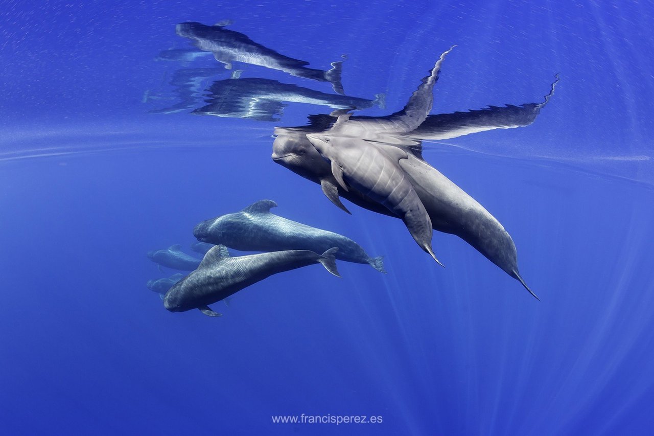 Dolphins underwater at Whale Heritage Site Tenerife La Gomera - Francis Pérez