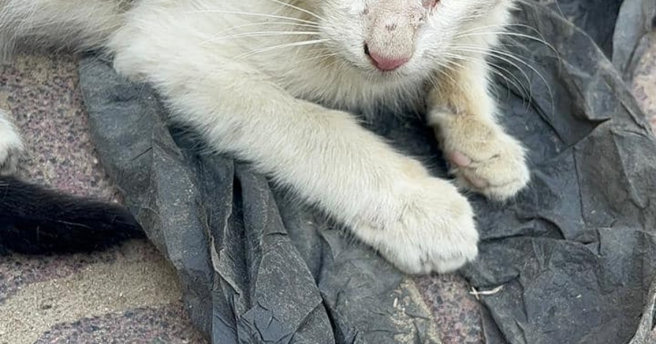 Een geredde kat in Gaza