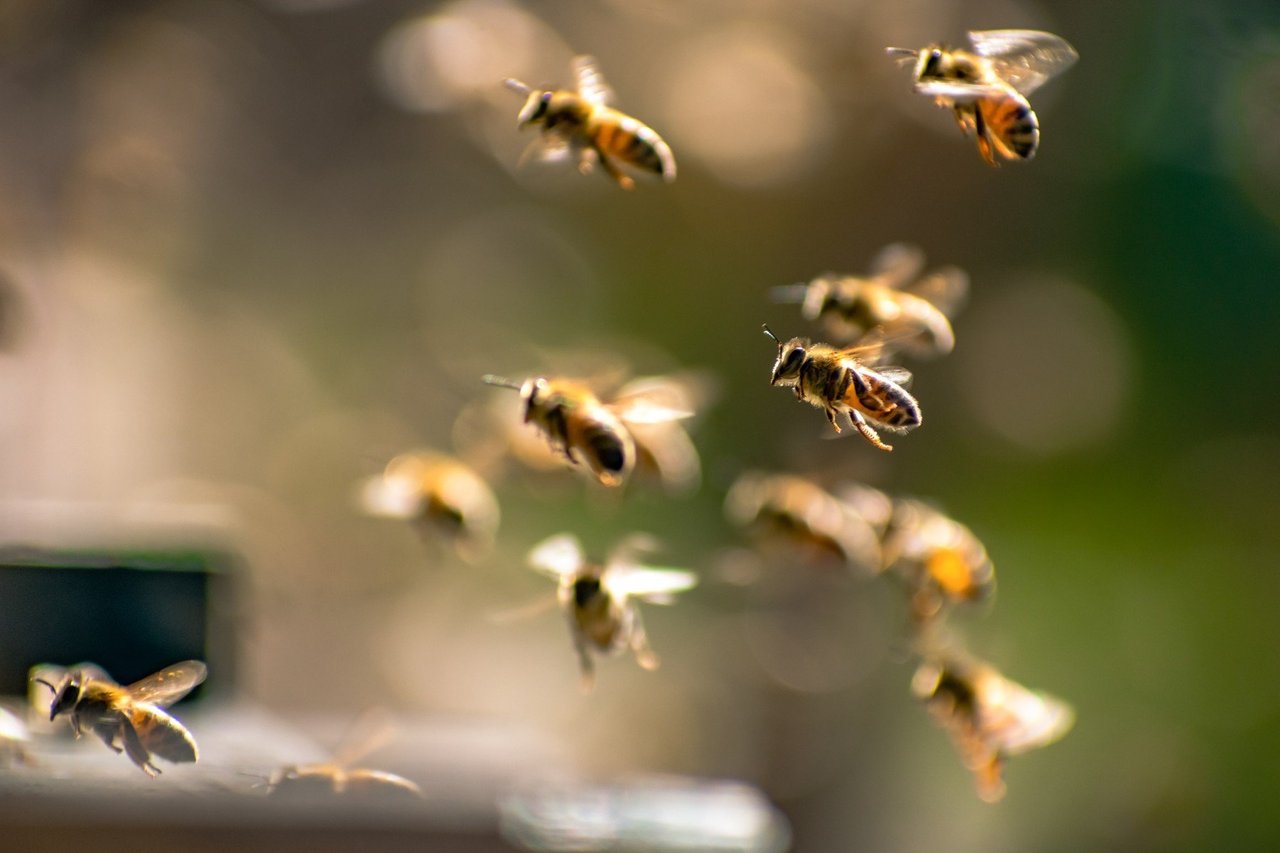 A swarm of bees flying in the air.